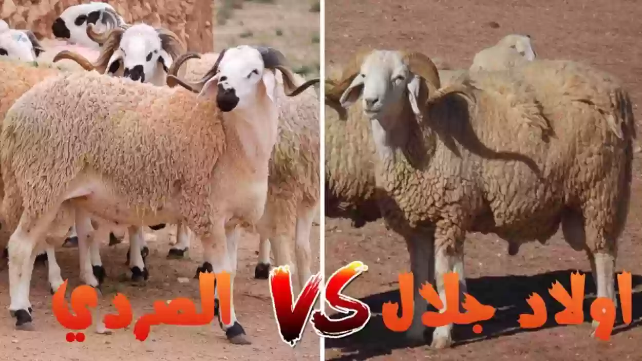 خروفان في معركة شرسة