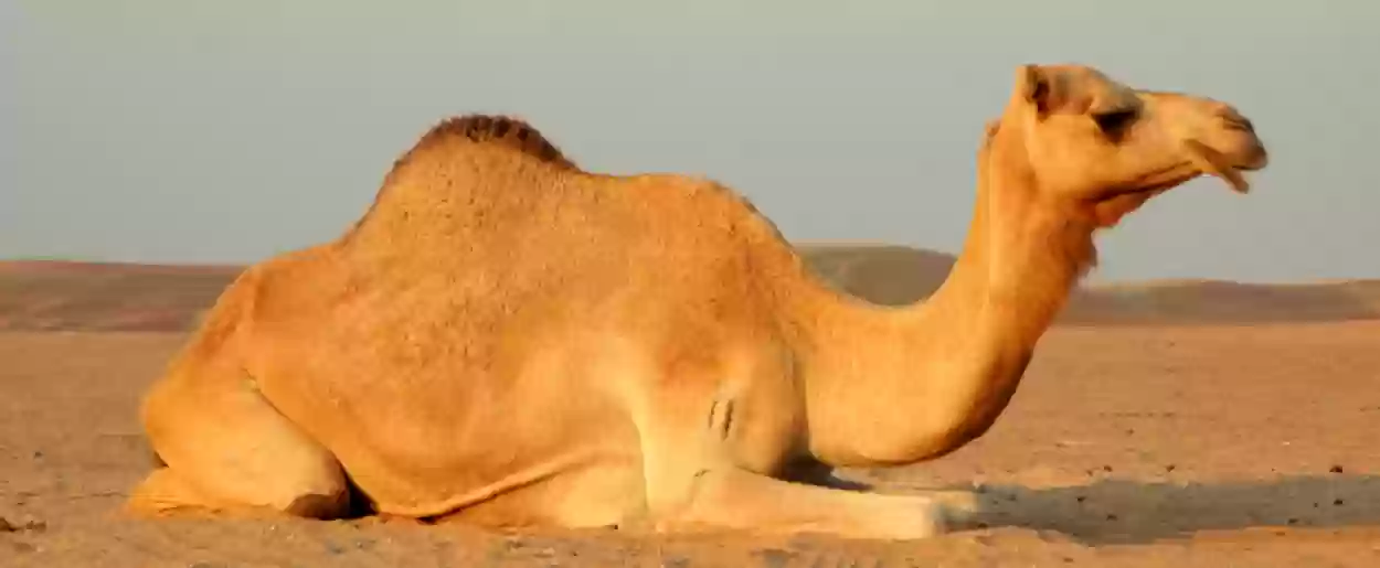 معلومات تعرفها لأول مرة عن