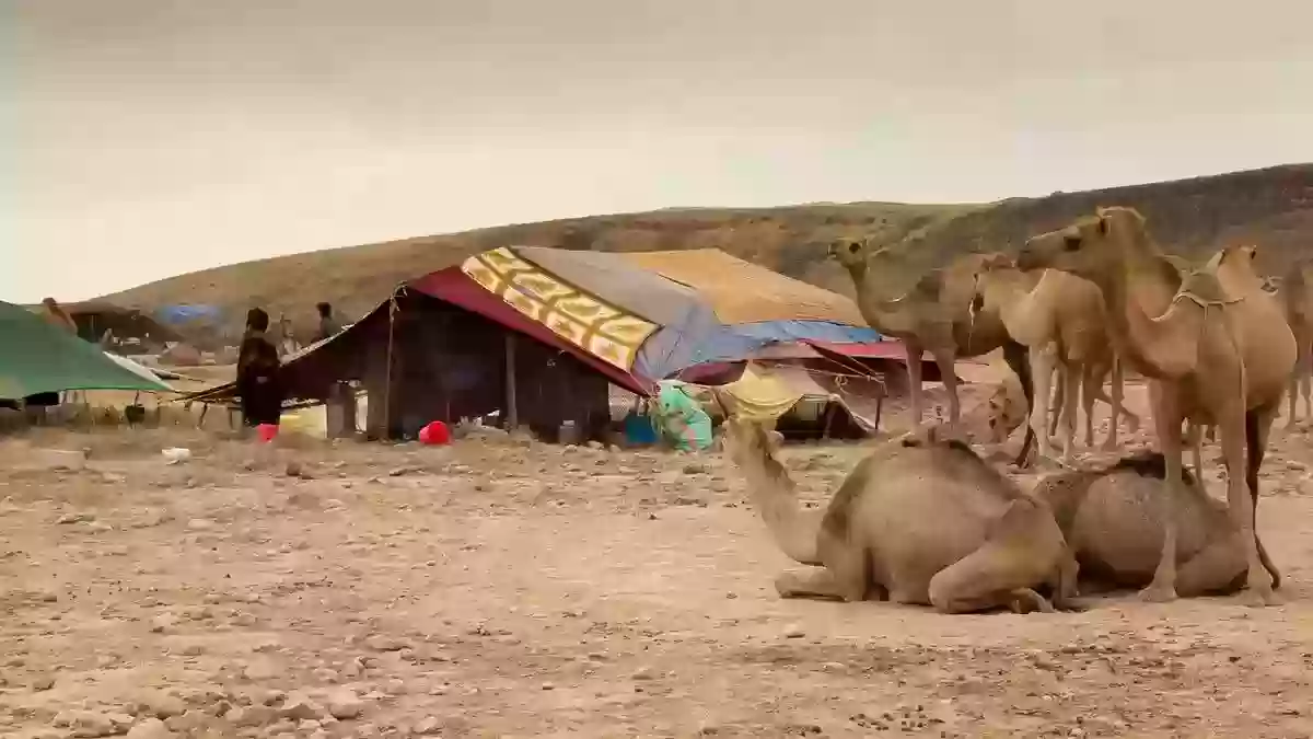 ميل العقال يعني الكثير عند البدو