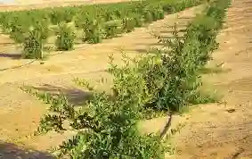 مكافحة التصحر